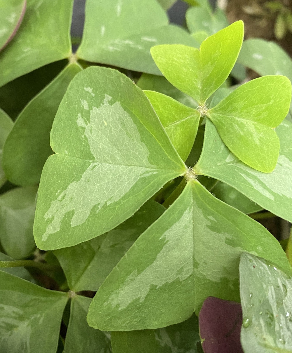 Oxalis triangularis 'Fanny' (trifoi)