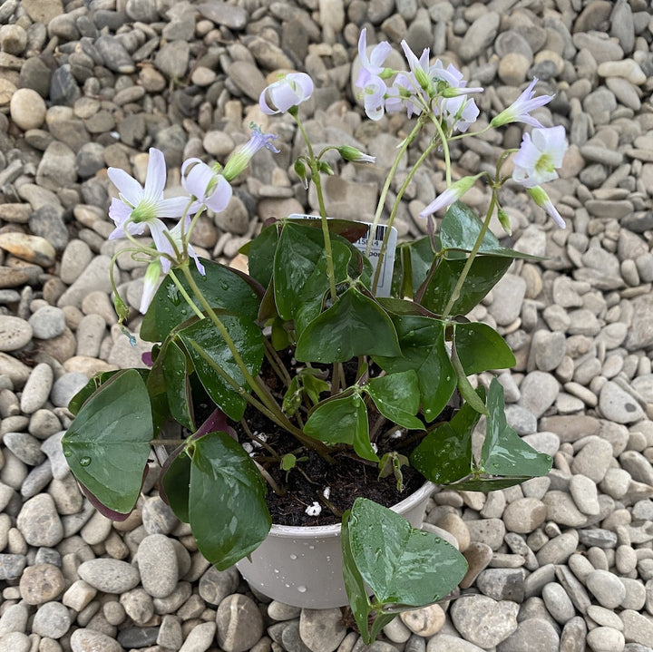 Oxalis triangularis 'Fanny' (trifoi)