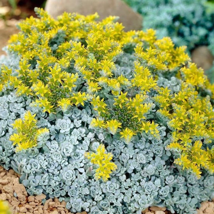 Sedum spathulifolium 'Cape Blanco'