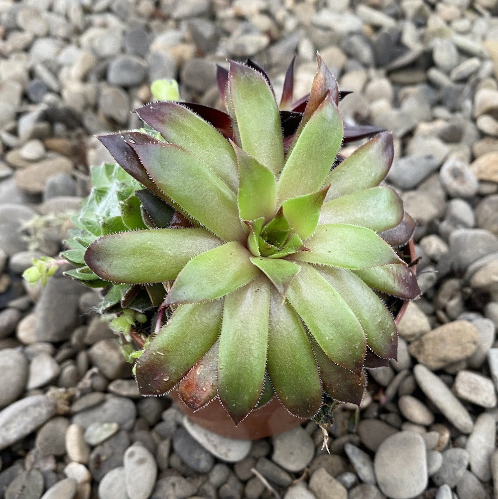 Sempervivum mix - Planta Urechelnita (3 plante in ghiveci)