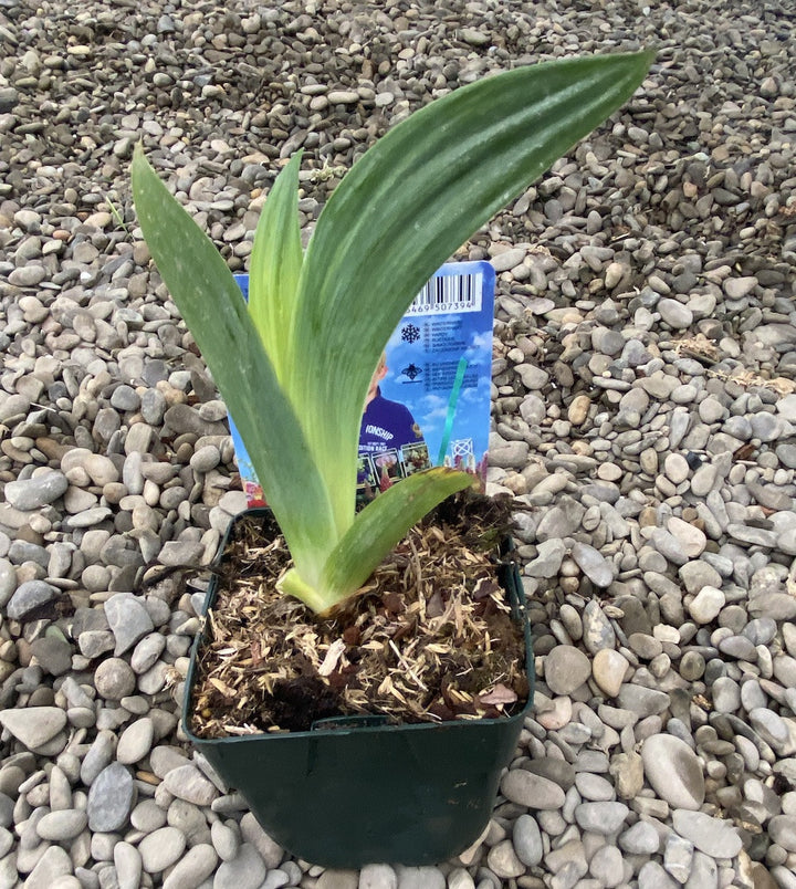 Iris germanica 'Siva Siva' in ghiveci (stanjenei)