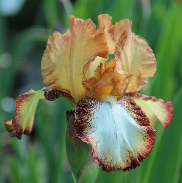 Iris germanica 'Siva Siva' in ghiveci (stanjenei)