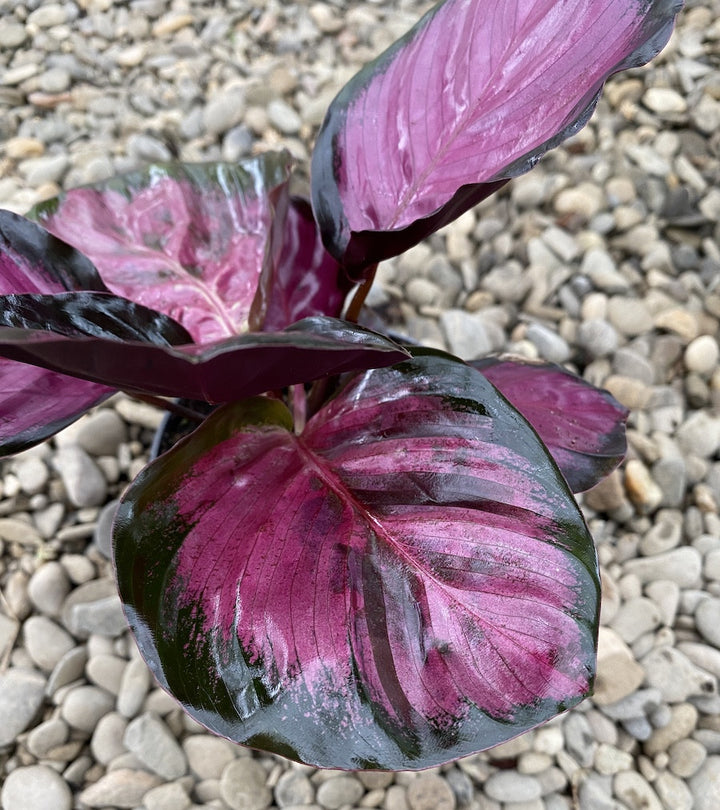 Calathea picturata crimson