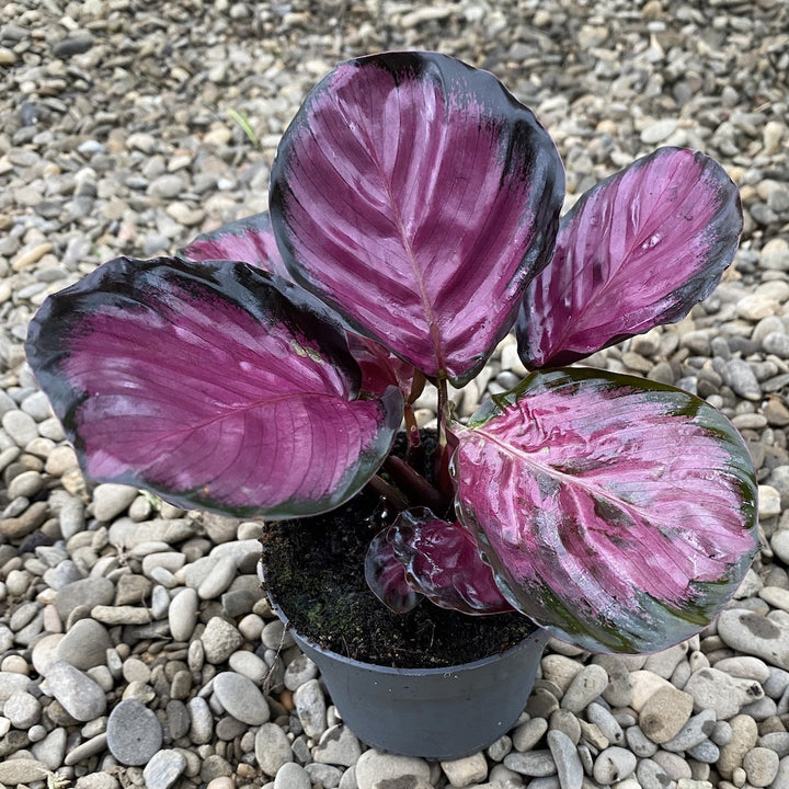 Calathea picturata crimson