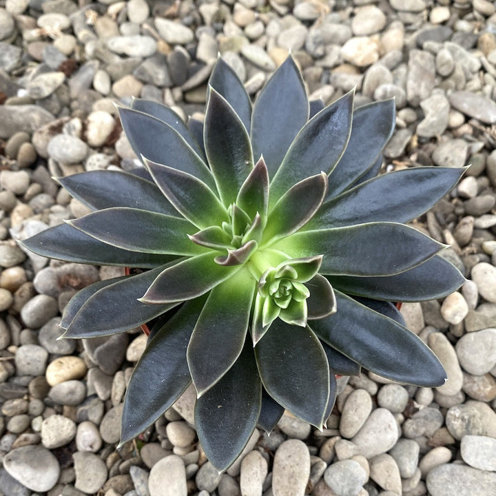 Echeveria Serrana