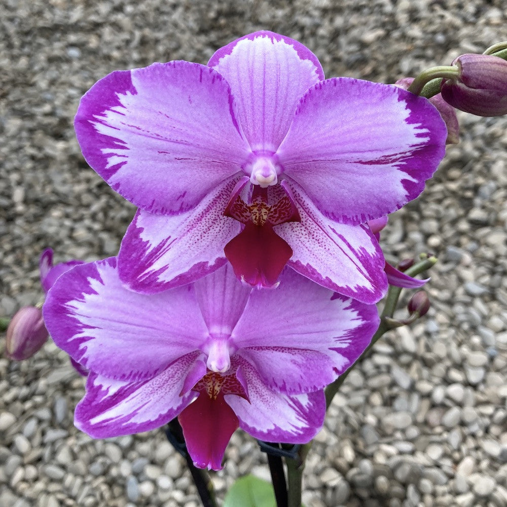 Phalaenopsis Toshi