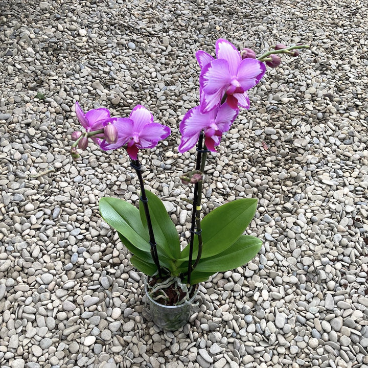 Phalaenopsis Toshi