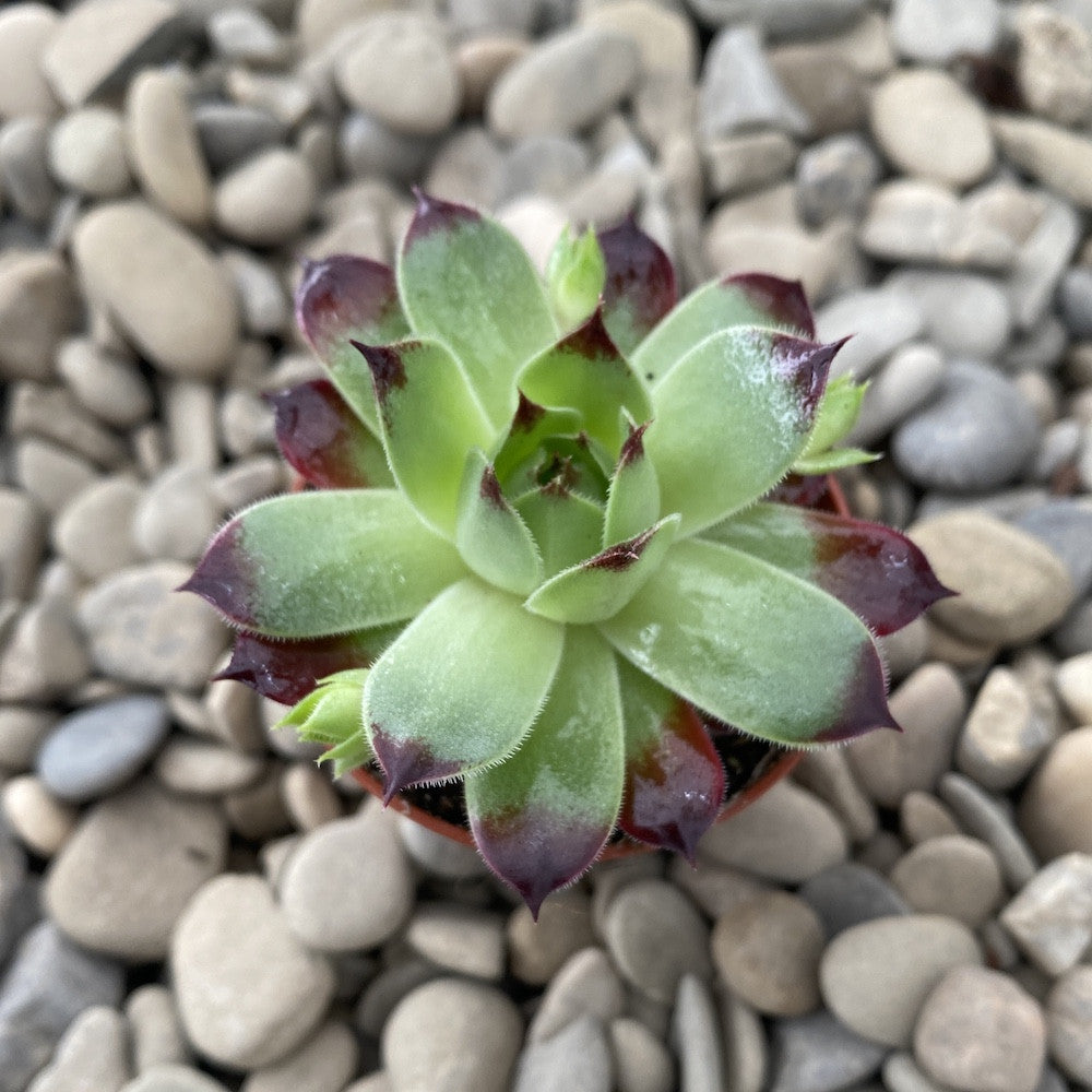 Sempervivum tectorum red mini