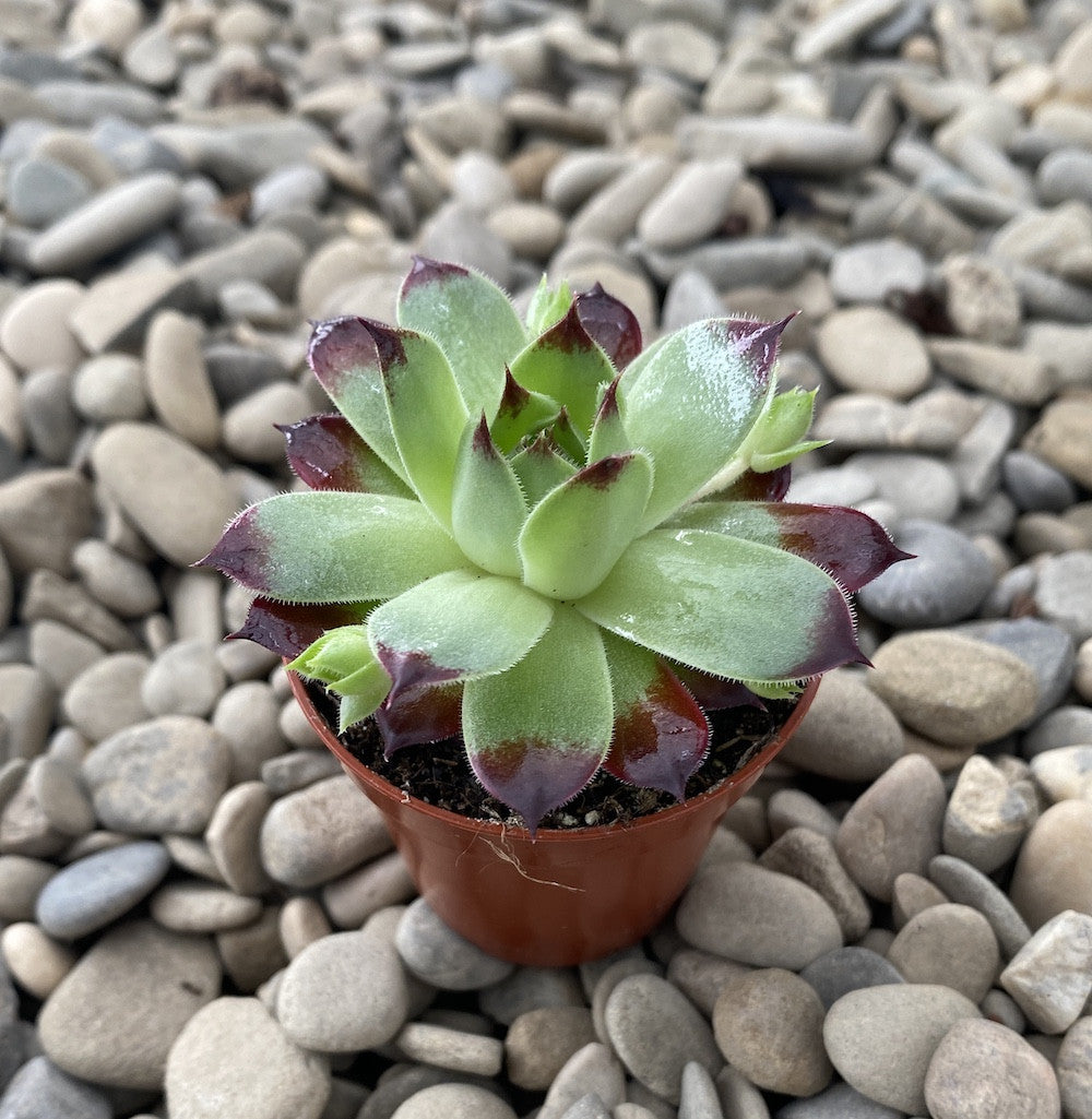 Sempervivum tectorum red mini