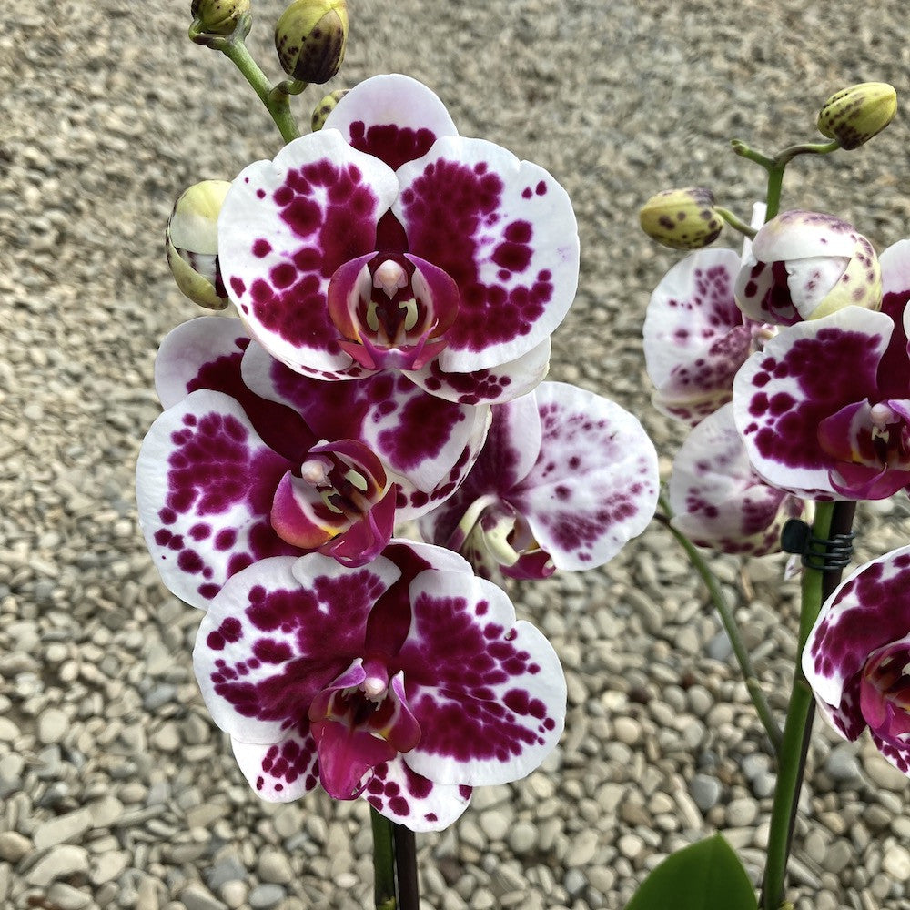 Ohidee Phalaenopsis Purple Rain
