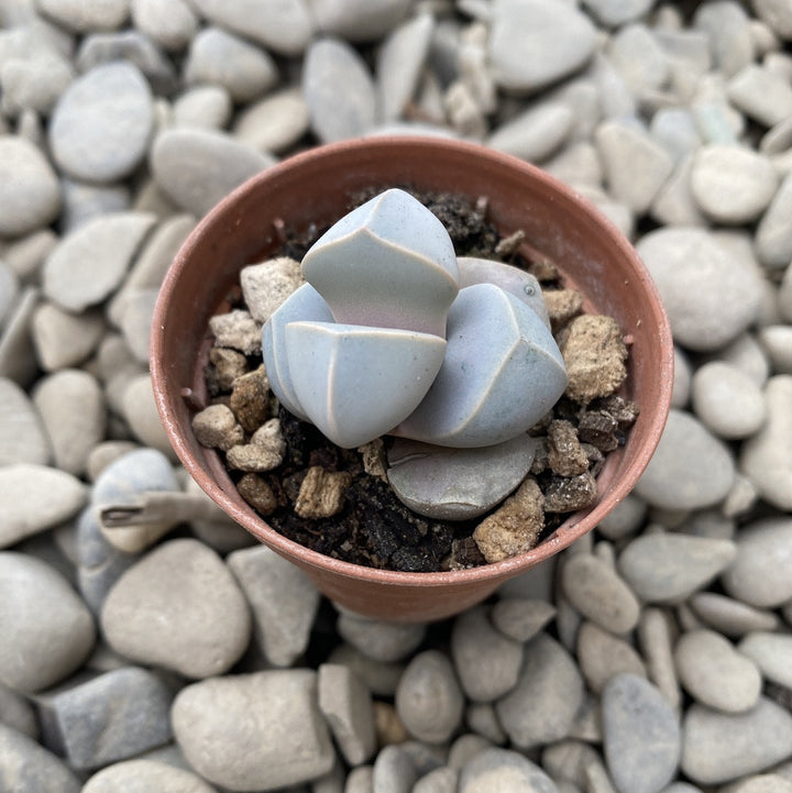 Lapidaria margaretae (trandafirul karoo)