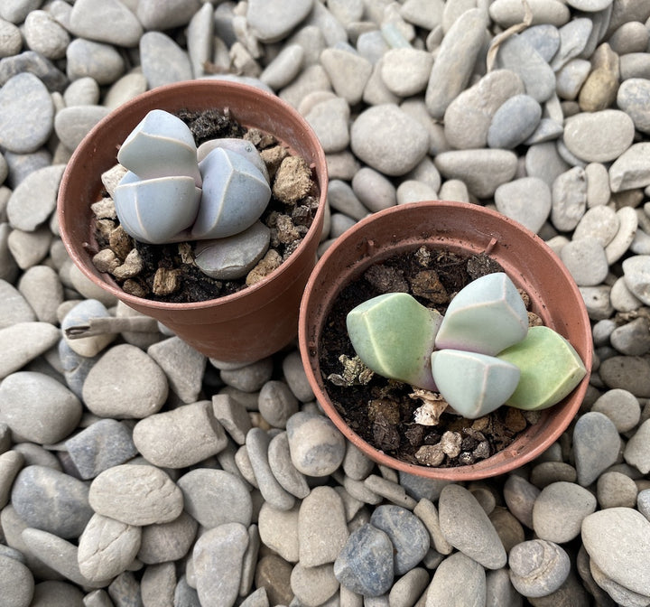 Lapidaria margaretae (trandafirul karoo)