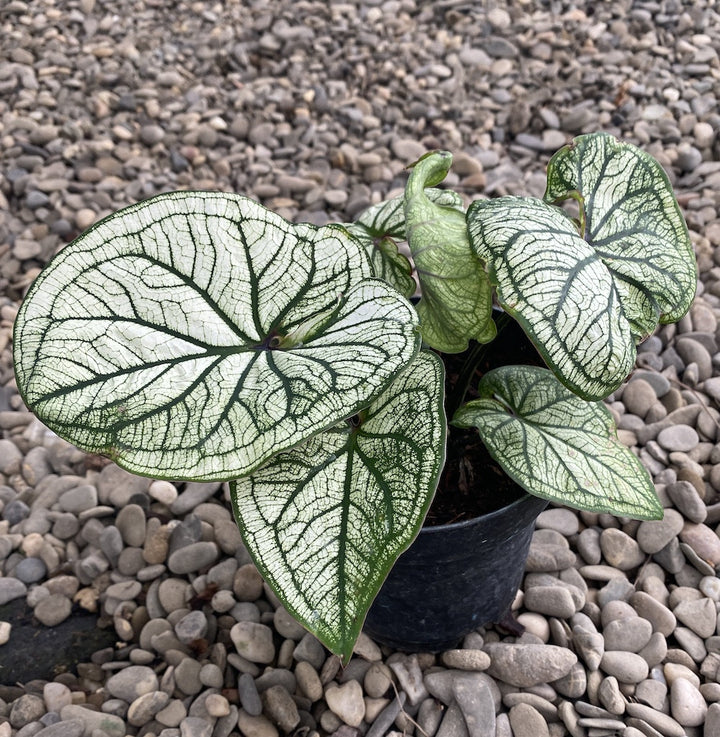 Caladium Dream