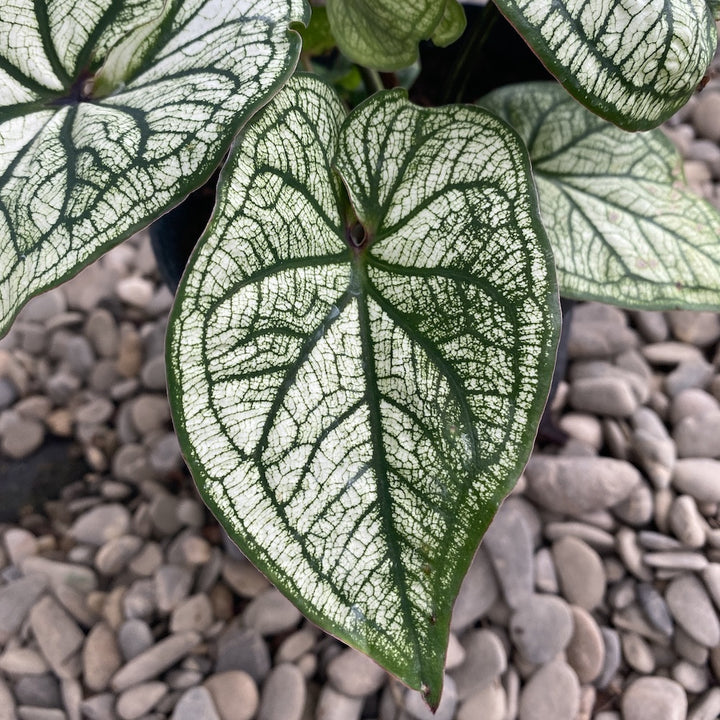 Caladium Dream