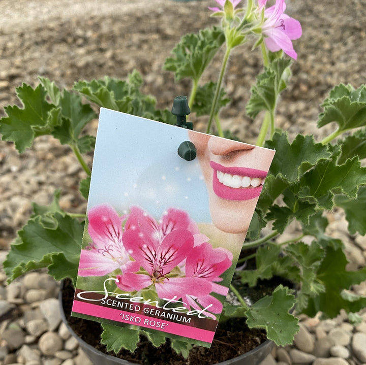 Muscate parfumate - Scented Geranium (parfum de trandafiri)