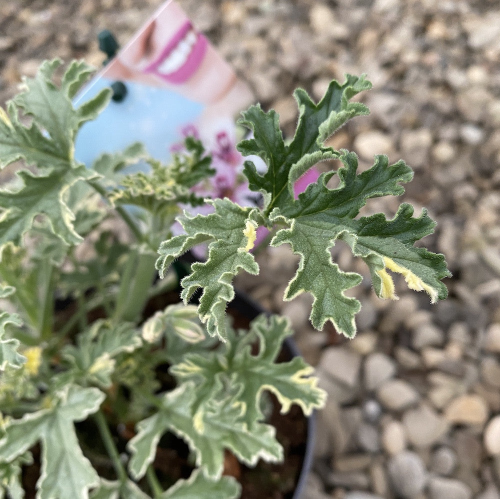 copy of Muscate parfumate - Scented Geranium (parfum de eucalipt)