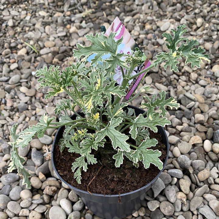 copy of Muscate parfumate - Scented Geranium (parfum de eucalipt)