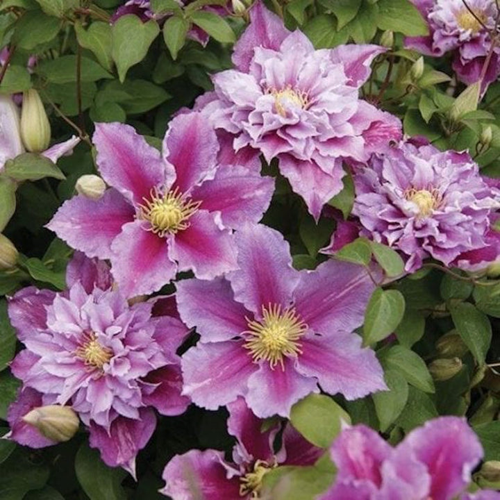 Clematite cu floarea dubla XL - Clematis 'Piilu'