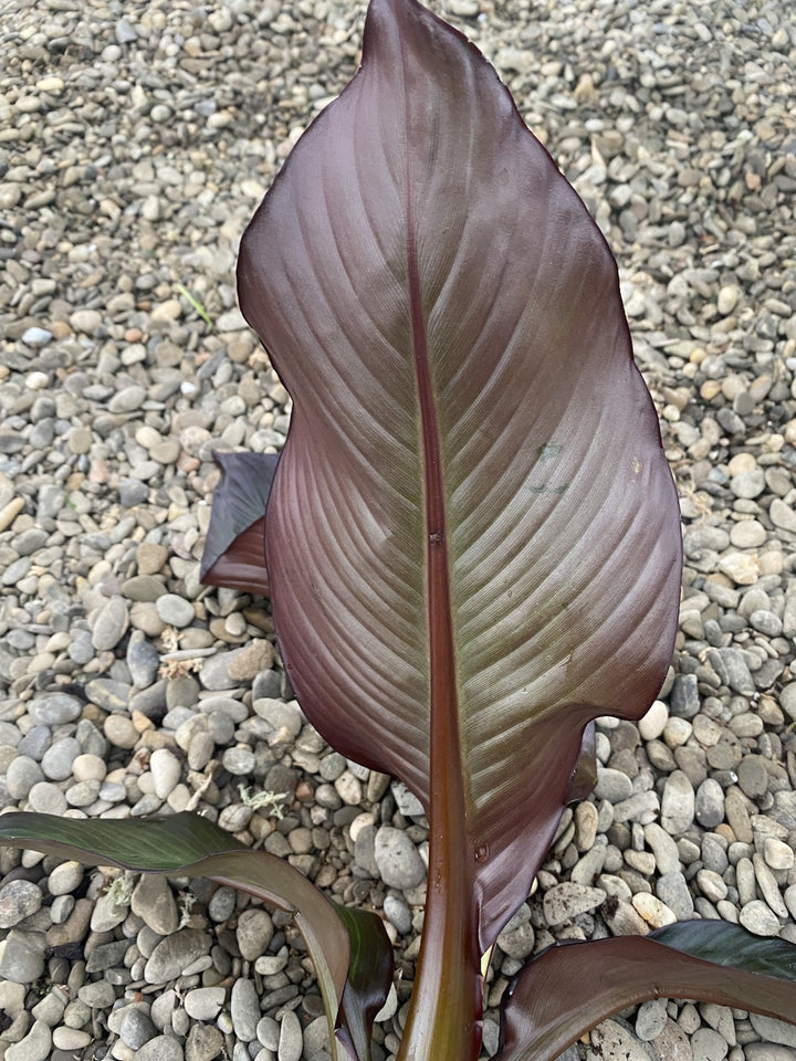 Ensete ventricosum Maurelii (Red Banana)