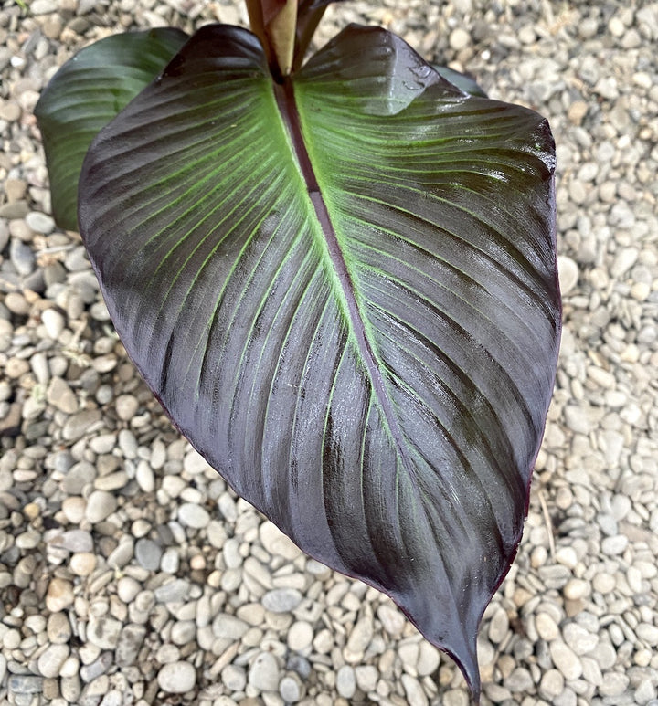 Ensete ventricosum Maurelii (Red Banana)