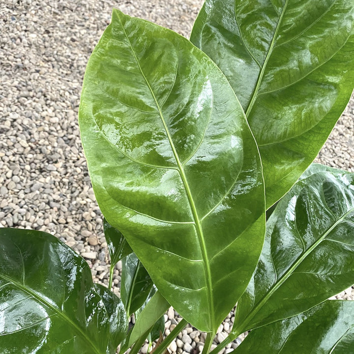 Anthurium Jungle King