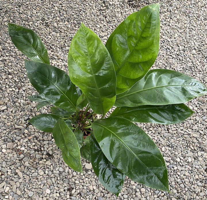 Anthurium Jungle King