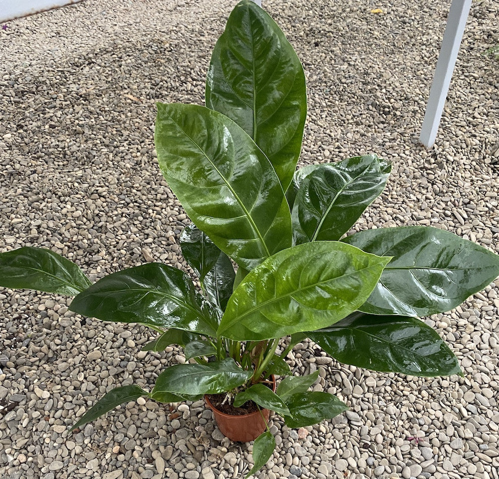 anthurium jungle king Anthurium ellipticum Jungle King – Secret Garden Plant Shop