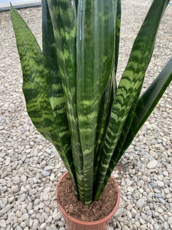 Sansevieria trifasciata Black Coral - limba soacrei H65 cm