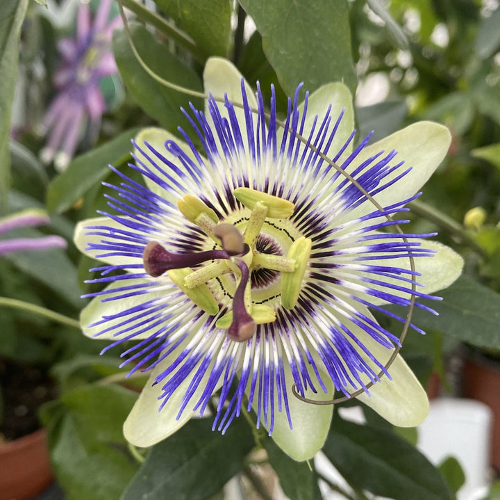 Cumpara online Passiflora caerulea floarea pasiunii, la cel mai bun pret, cu livrare!