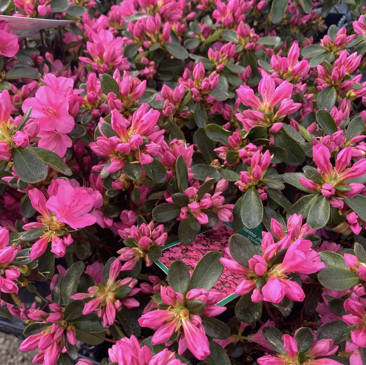 Rhododendron Conny - azalee de gradina roz