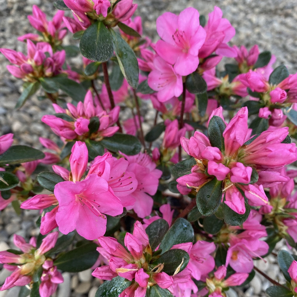 Rhododendron Conny - azalee de gradina roz