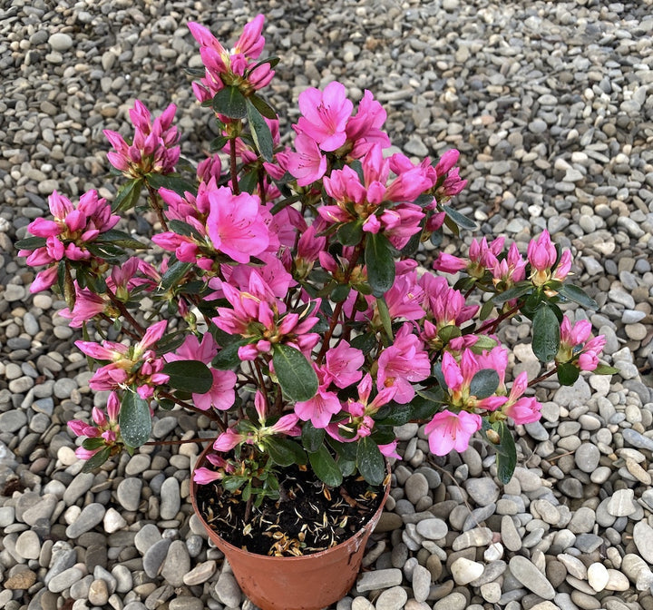 Rhododendron Conny - azalee de gradina roz