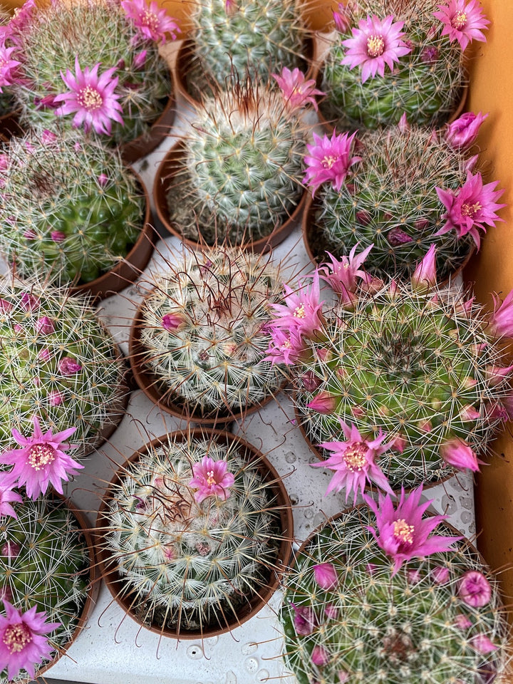 Mammillaria mix - cactusi cu flori