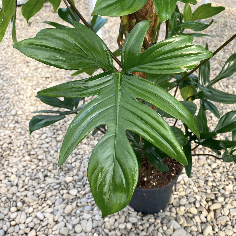 Philodendron Pedatum (Laciniatum)