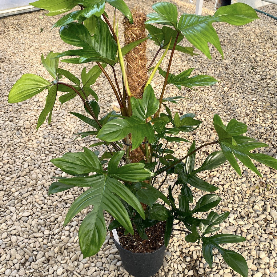 philodendron laciniatum Filodendro Pedatum (Laciniatum) H140