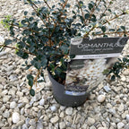 Osmanthus delavayi 'Perfume of Nature'