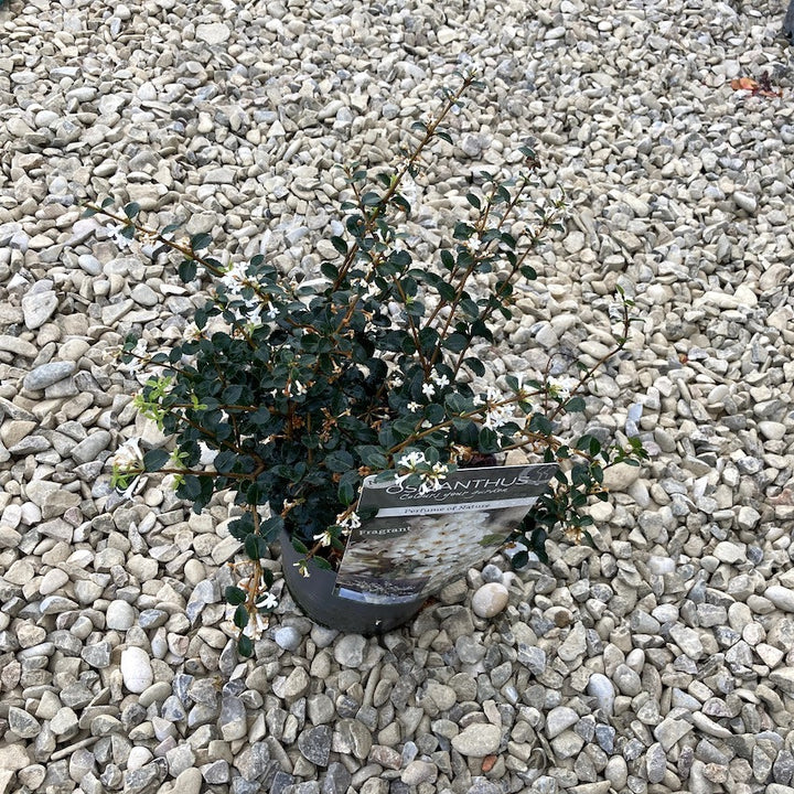 Osmanthus delavayi 'Perfume of Nature'