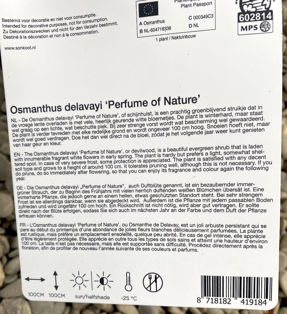 Osmanthus delavayi 'Perfume of Nature'