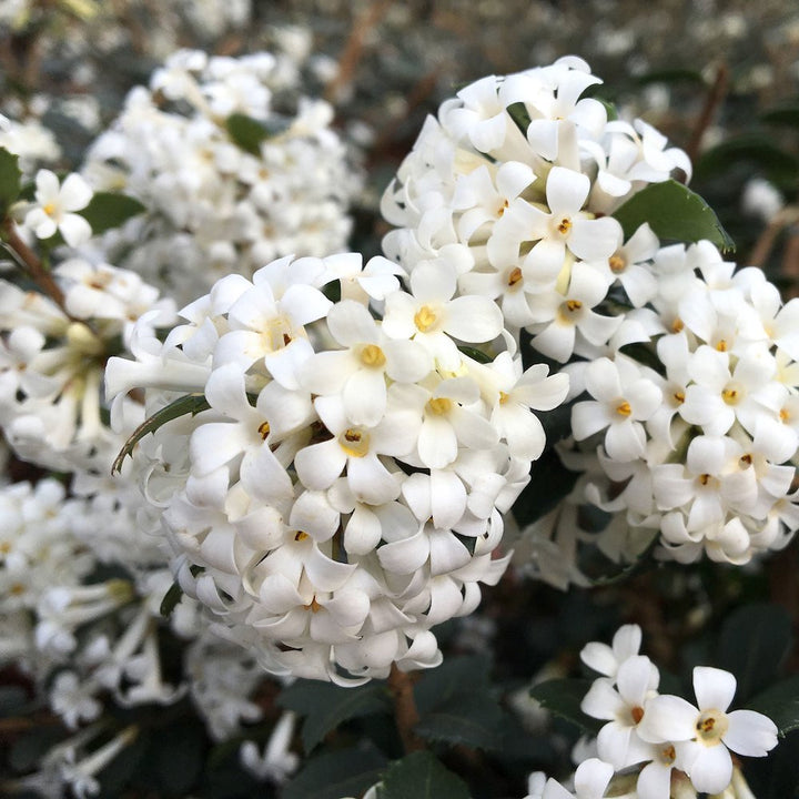 Osmanthus delavayi 'Perfume of Nature'