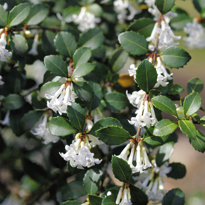 Osmanthus delavayi 'Perfume of Nature'