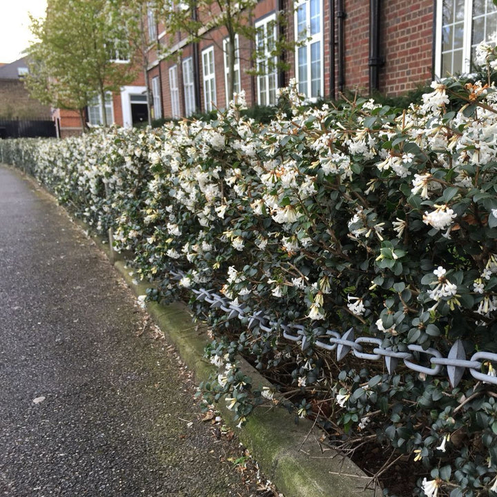 Osmanthus delavayi 'Perfume of Nature'