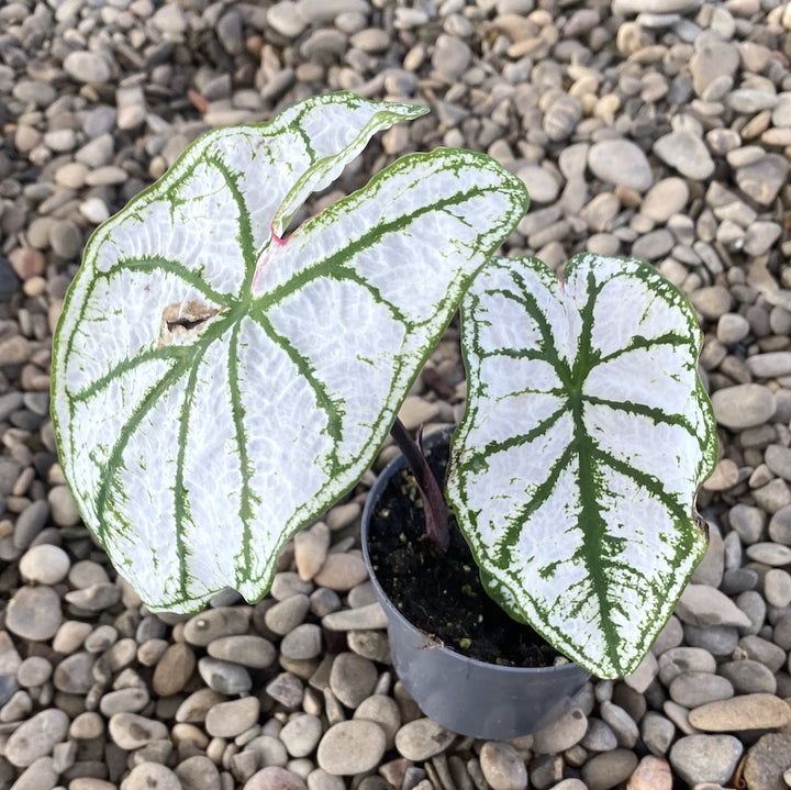 Caladium Pliage