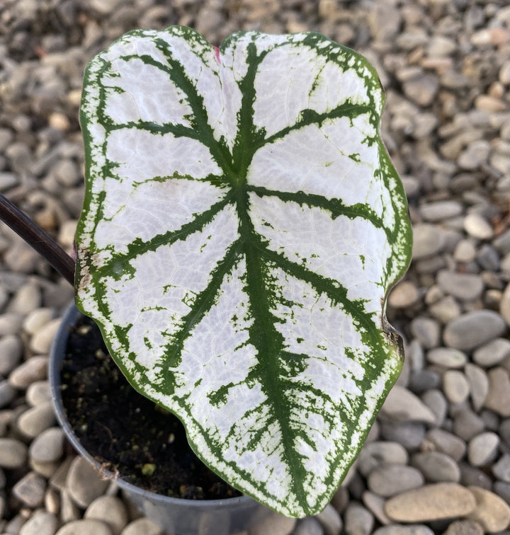 Caladium Pliage