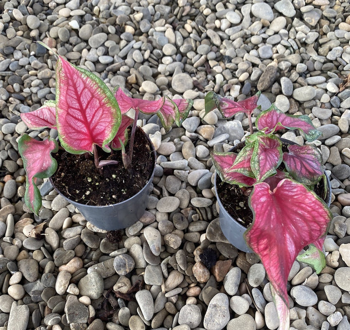 Caladium bicolor