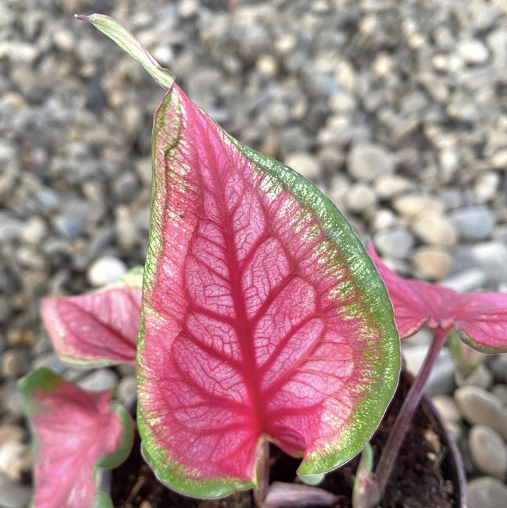 Caladium bicolor