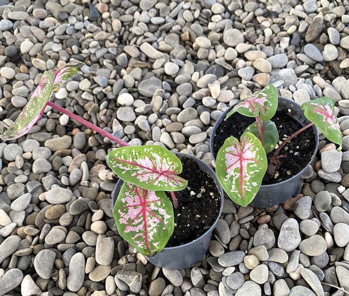 Caladium Tricolor