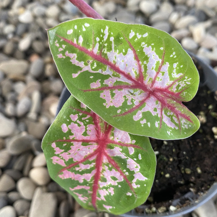 Caladium Tricolor