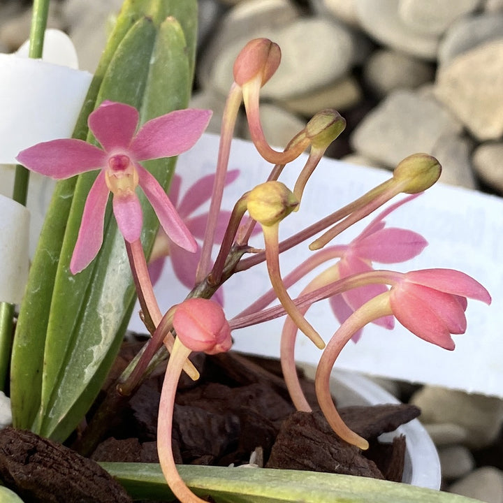 Vandopsis Cherry Blossom