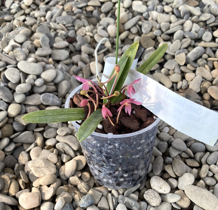 Vandopsis Cherry Blossom