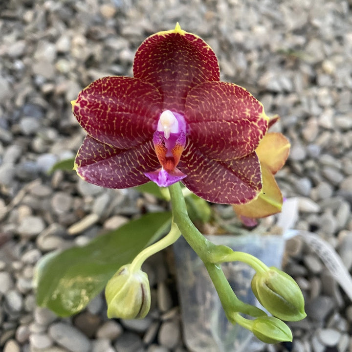 Phalaenopsis LD Sun Dragon